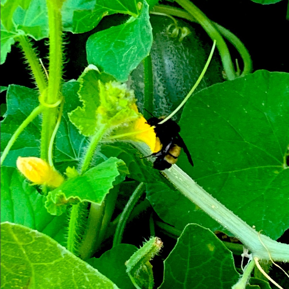 5x7 gicleè photography print of a bee